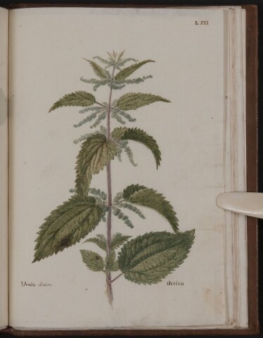 Anteprima dell'oggetto