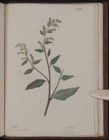 Anteprima dell'oggetto