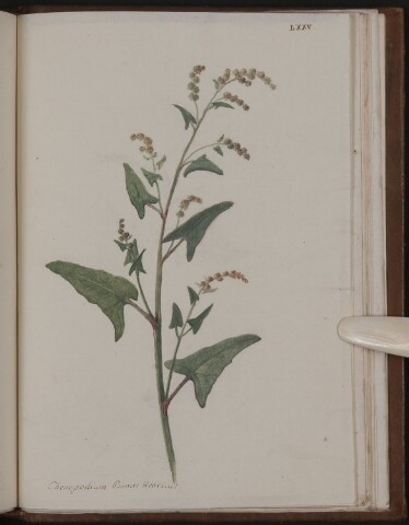 Anteprima dell'oggetto