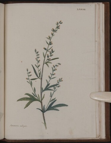 Anteprima dell'oggetto