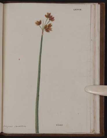 Anteprima dell'oggetto