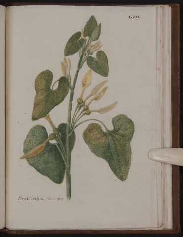 Anteprima dell'oggetto