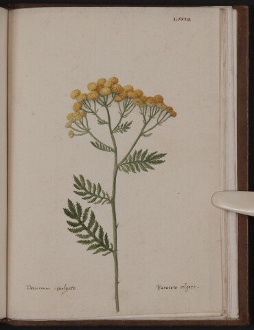 Anteprima dell'oggetto