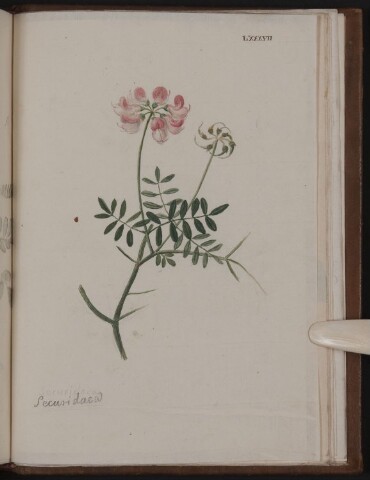 Anteprima dell'oggetto