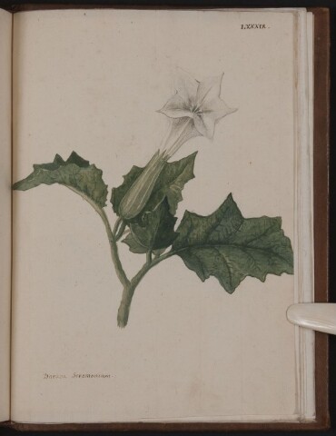 Anteprima dell'oggetto