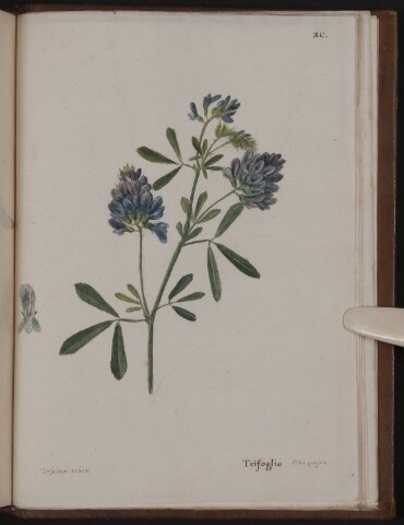 Anteprima dell'oggetto