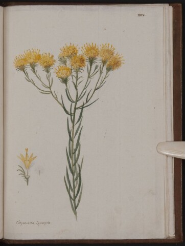 Anteprima dell'oggetto