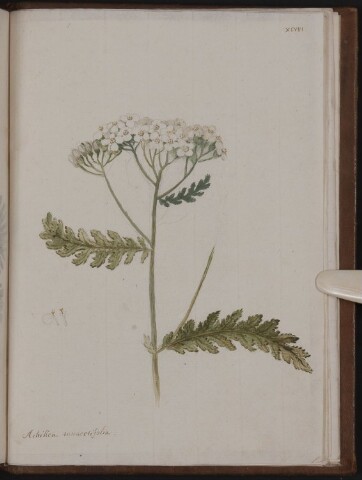 Anteprima dell'oggetto