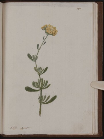 Anteprima dell'oggetto