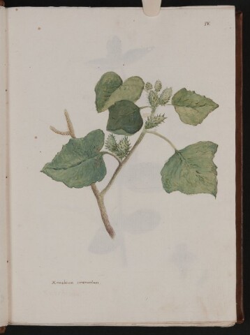 Anteprima dell'oggetto