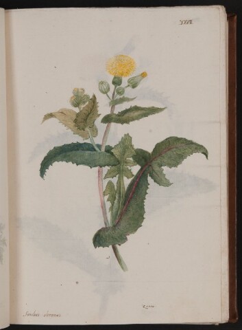 Anteprima dell'oggetto