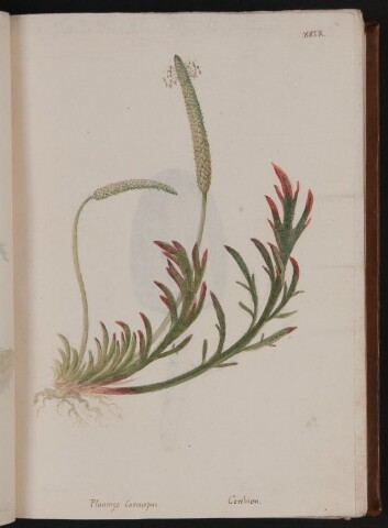 Anteprima dell'oggetto