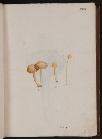 Anteprima dell'oggetto