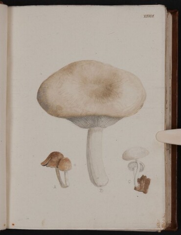 Anteprima dell'oggetto