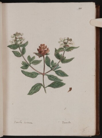 Anteprima dell'oggetto