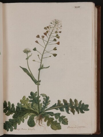 Anteprima dell'oggetto