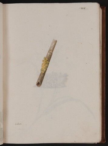 Anteprima dell'oggetto