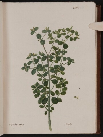 Anteprima dell'oggetto