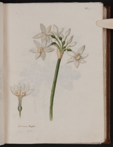 Anteprima dell'oggetto