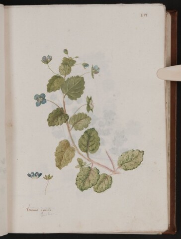 Anteprima dell'oggetto