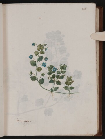 Anteprima dell'oggetto