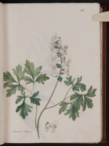 Anteprima dell'oggetto