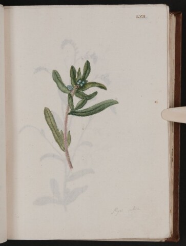 Anteprima dell'oggetto