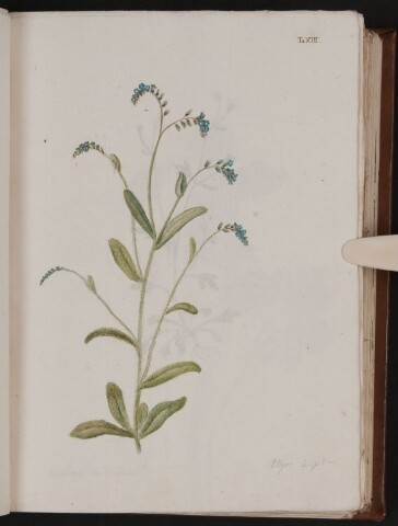 Anteprima dell'oggetto