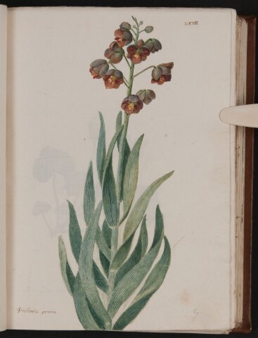 Anteprima dell'oggetto