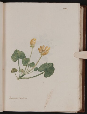 Anteprima dell'oggetto