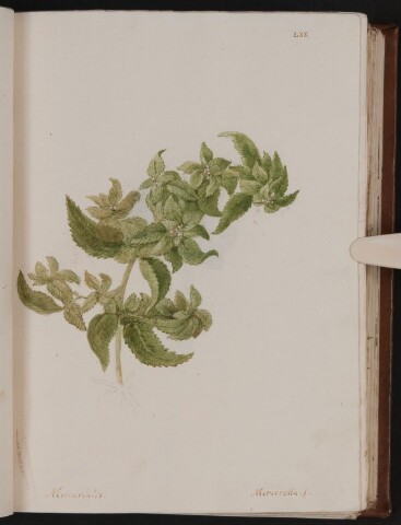 Anteprima dell'oggetto