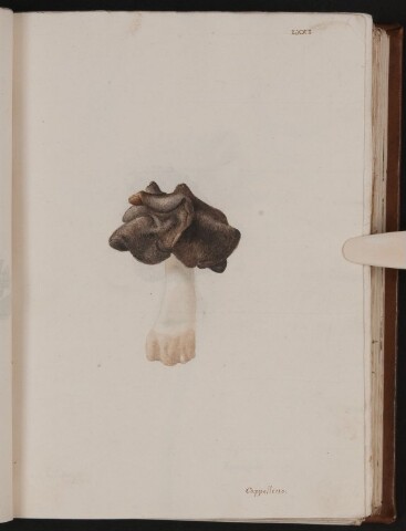 Anteprima dell'oggetto