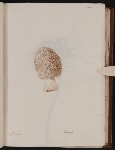 Anteprima dell'oggetto