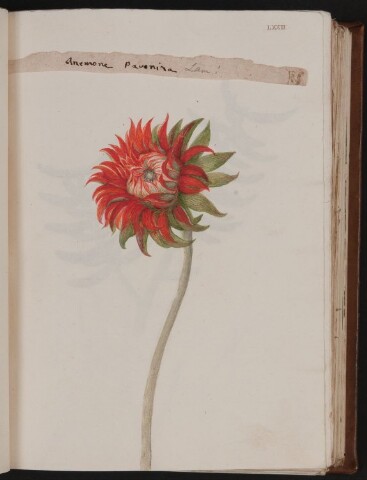 Anteprima dell'oggetto