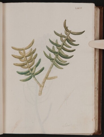 Anteprima dell'oggetto