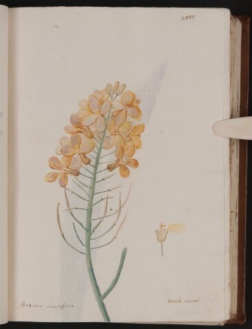 Anteprima dell'oggetto