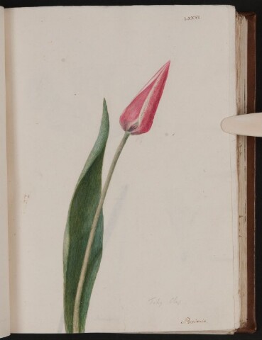 Anteprima dell'oggetto