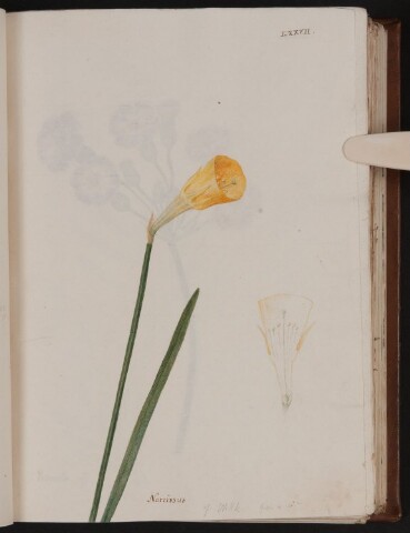 Anteprima dell'oggetto