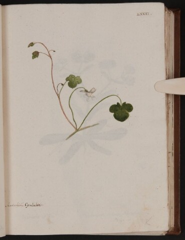 Anteprima dell'oggetto