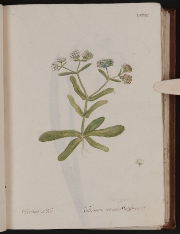 Anteprima dell'oggetto