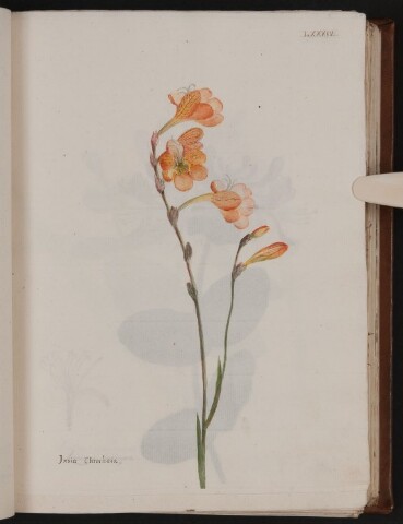 Anteprima dell'oggetto