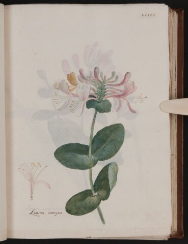 Anteprima dell'oggetto