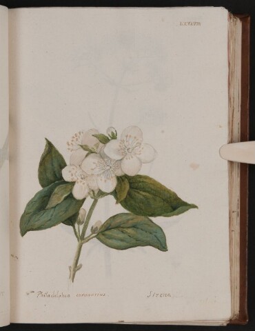 Anteprima dell'oggetto