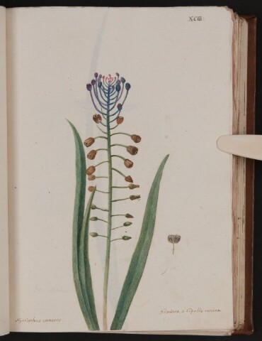 Anteprima dell'oggetto