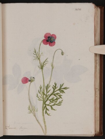 Anteprima dell'oggetto