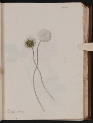 Anteprima dell'oggetto