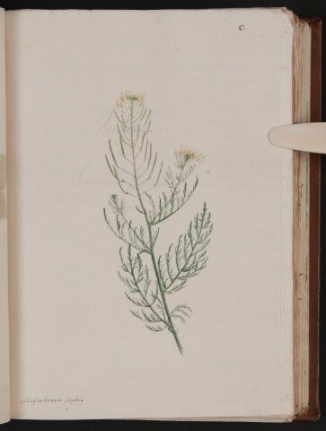 Anteprima dell'oggetto