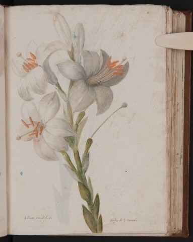 Anteprima dell'oggetto