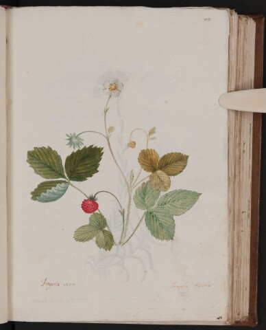 Anteprima dell'oggetto