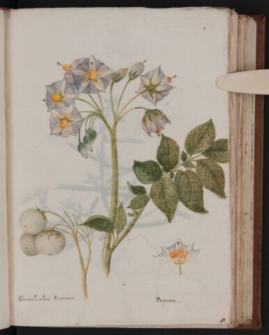 Anteprima dell'oggetto